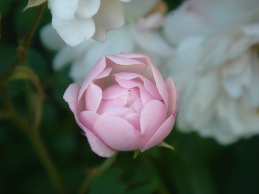 �^�N����́u��͉��|�v