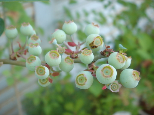 �^�N����́u��͉��|�v