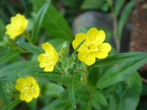 �^�N����́u��͉��|�v