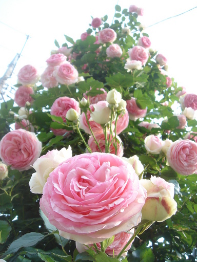 �^�N����́u��͉��|�v