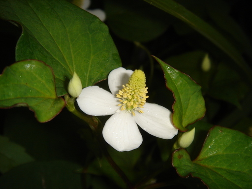 �^�N����́u��͉��|�v