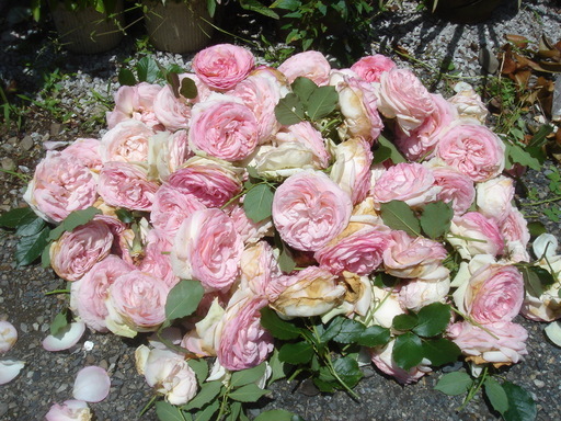 �^�N����́u��͉��|�v