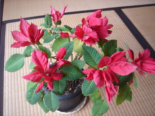 �^�N����́u��͉��|�v