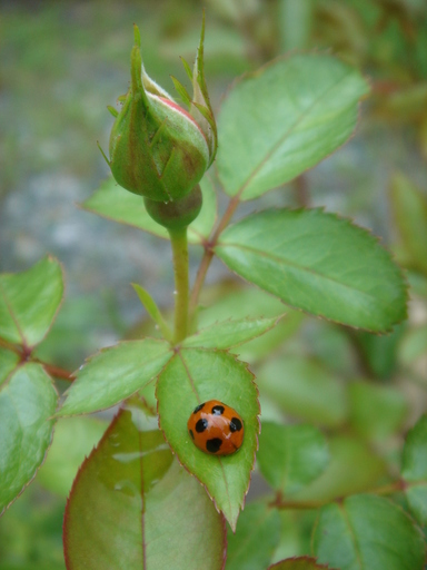 �^�N����́u��͉��|�v