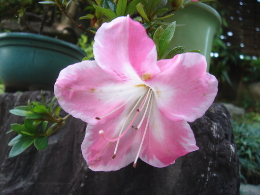 �^�N����́u��͉��|�v