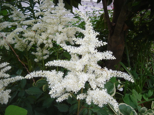 �^�N����́u��͉��|�v