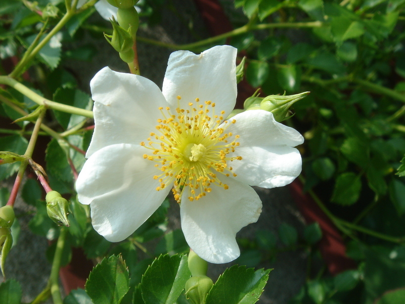 �^�N����́u��͉��|�v