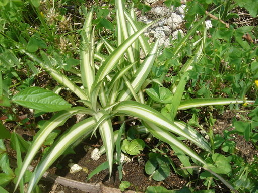 �^�N����́u��͉��|�v