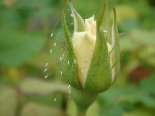 �^�N����́u��͉��|�v