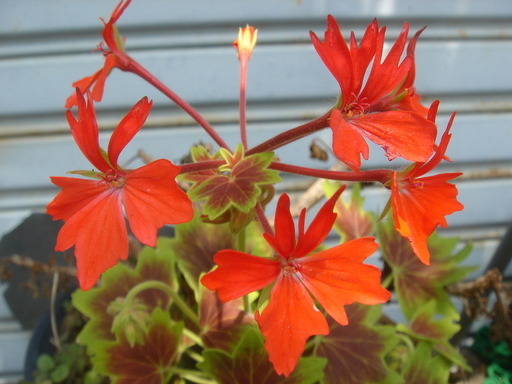 �^�N����́u��͉��|�v