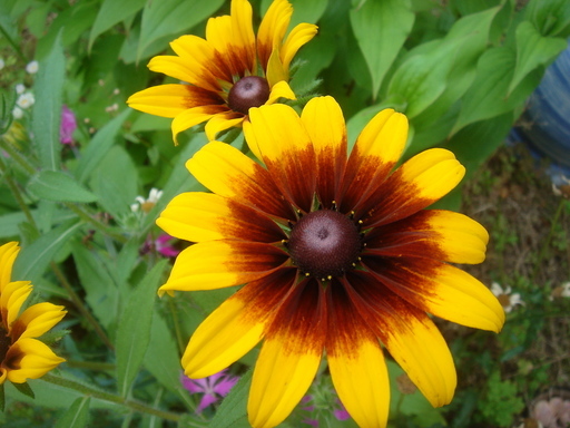 �^�N����́u��͉��|�v