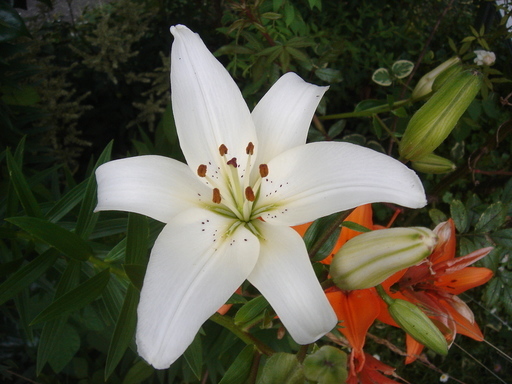 �^�N����́u��͉��|�v