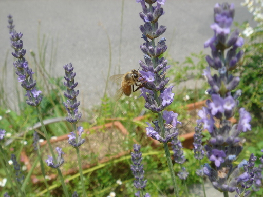 �^�N����́u��͉��|�v