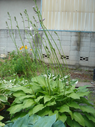 �^�N����́u��͉��|�v