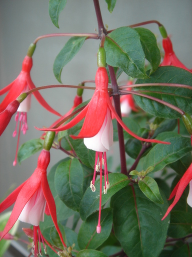 �^�N����́u��͉��|�v