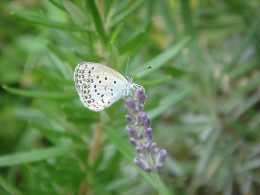 �^�N����́u��͉��|�v