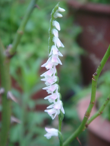 �^�N����́u��͉��|�v