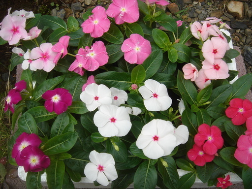 �^�N����́u��͉��|�v