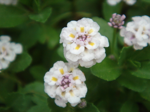 �^�N����́u��͉��|�v