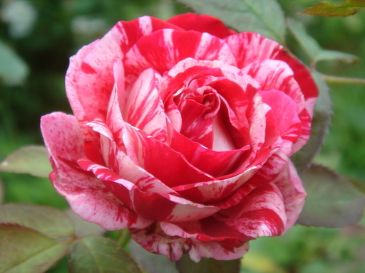 �^�N����́u��͉��|�v