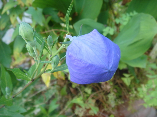 �^�N����́u��͉��|�v