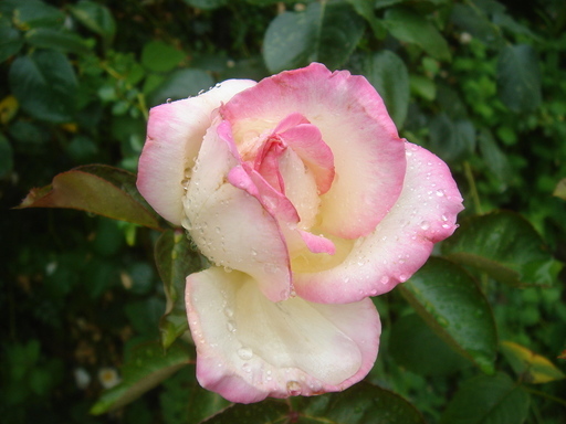 �^�N����́u��͉��|�v