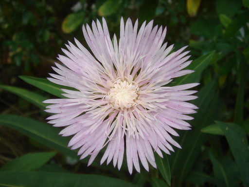 �^�N����́u��͉��|�v