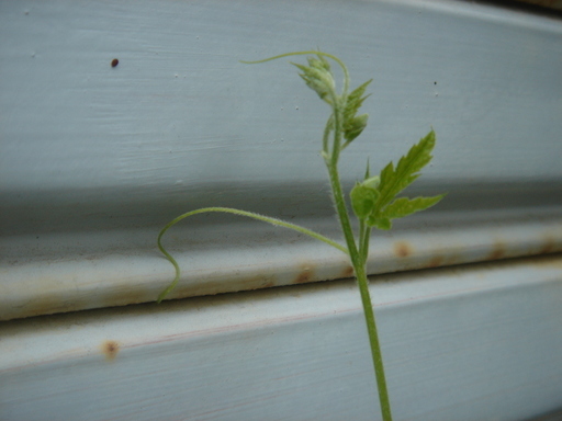 �^�N����́u��͉��|�v