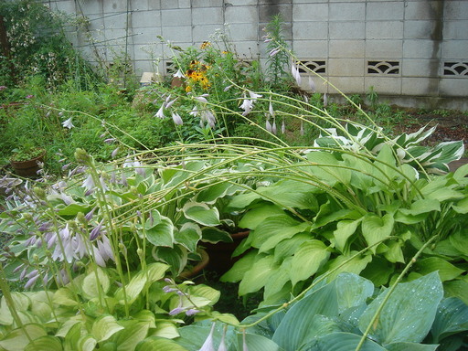 �^�N����́u��͉��|�v