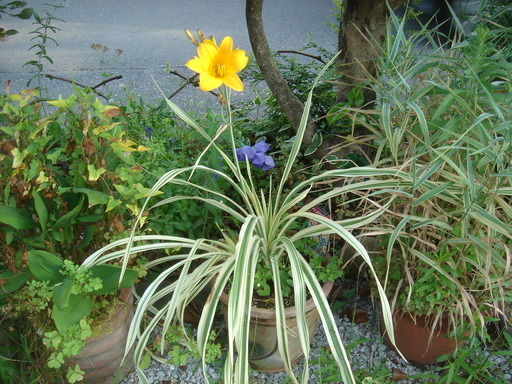 �^�N����́u��͉��|�v