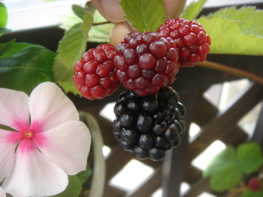 �^�N����́u��͉��|�v