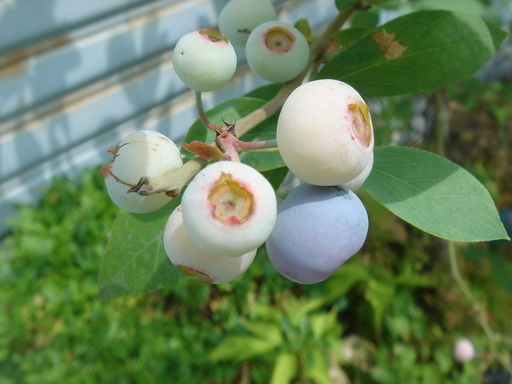 �^�N����́u��͉��|�v