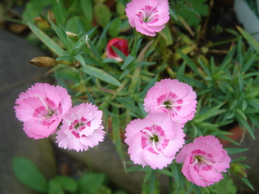 �^�N����́u��͉��|�v