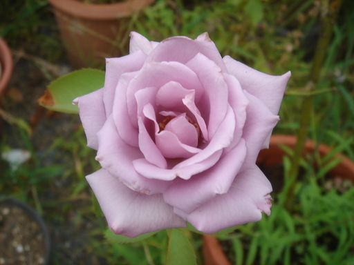 �^�N����́u��͉��|�v