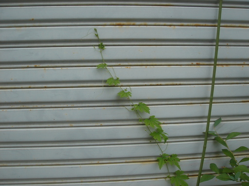 �^�N����́u��͉��|�v