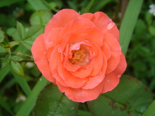 �^�N����́u��͉��|�v