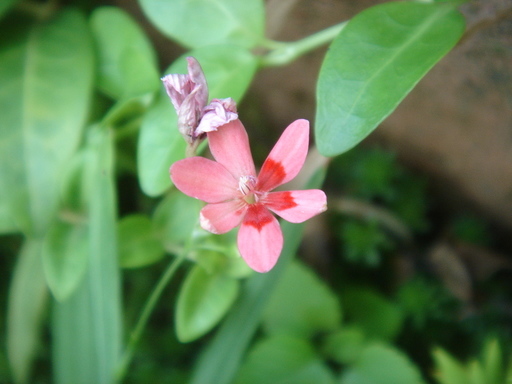 �^�N����́u��͉��|�v