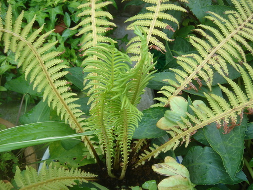 �^�N����́u��͉��|�v