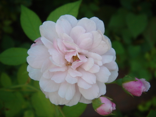 �^�N����́u��͉��|�v