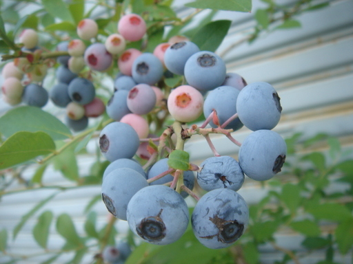 �^�N����́u��͉��|�v