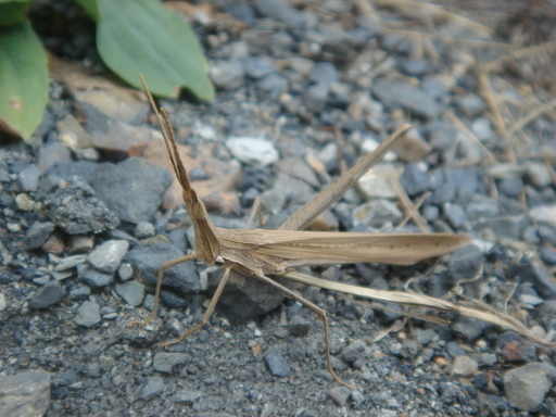 �^�N����́u��͉��|�v