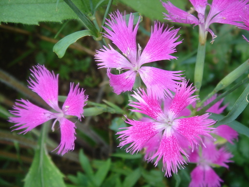 �^�N����́u��͉��|�v