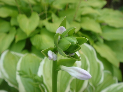 �^�N����́u��͉��|�v