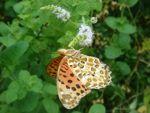 �^�N����́u��͉��|�v