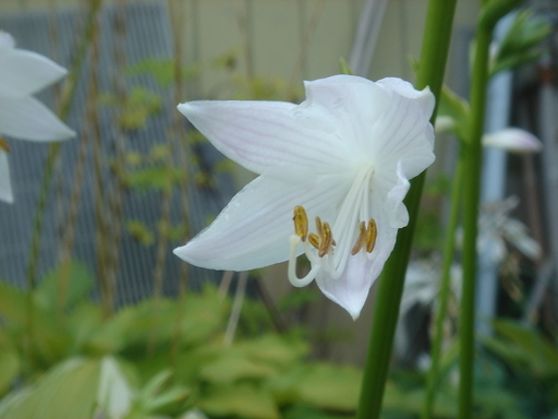 �^�N����́u��͉��|�v