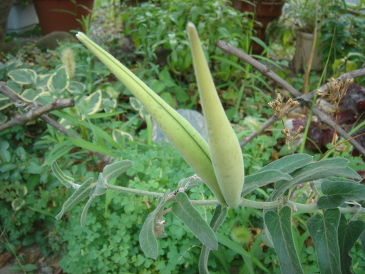 �^�N����́u��͉��|�v