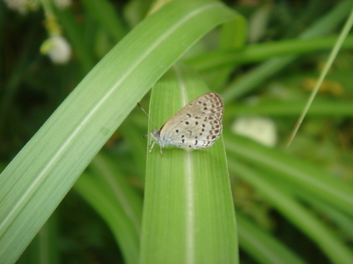 �^�N����́u��͉��|�v