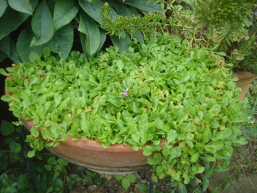 �^�N����́u��͉��|�v