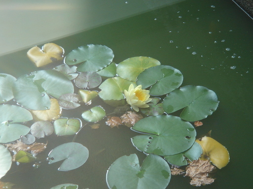 �^�N����́u��͉��|�v