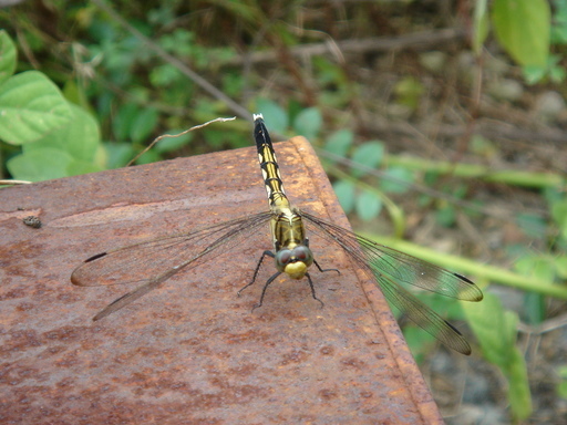 �^�N����́u��͉��|�v